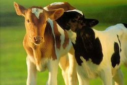cow product