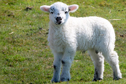 sheep product