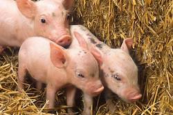 pig product