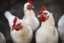 poultry product